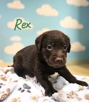 AKC Rex, a male Labrador Retriever for sale in Neosho, MO – 3 of 3