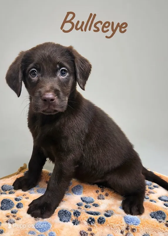 AKC Bullseye – Labrador Retriever puppy for sale in Neosho, MO