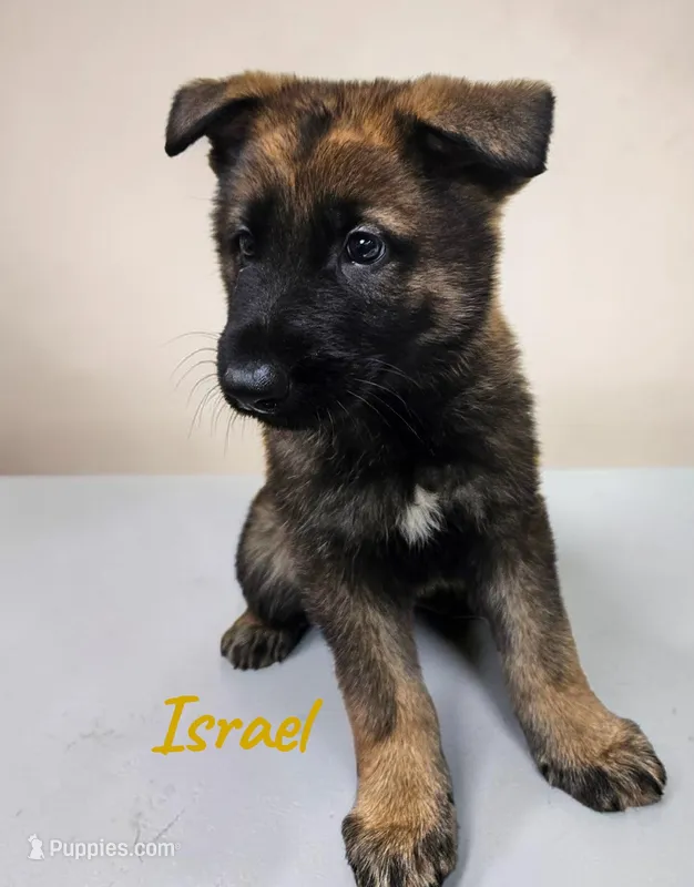 AKC Israel – German Shepherd Dog puppy for sale in Neosho, MO