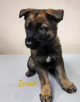 AKC Israel, a male German Shepherd Dog for sale in Neosho, MO – 1 of 3