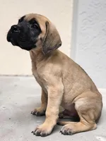 AKC Ernest, a male English Mastiff for sale in Neosho, MO – 2 of 3