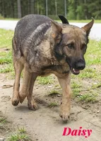 AKC Israel, a male German Shepherd Dog for sale in Neosho, MO – 2 of 3