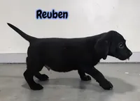 AKC Reuben, a male Labrador Retriever for sale in Neosho, MO – 2 of 3