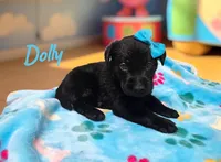 AKC Dolly, a female Labrador Retriever for sale in Neosho, MO – 7 of 8