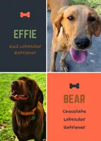 AKC Berry, a male Labrador Retriever for sale in Neosho, MO – 4 of 4