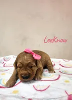 AKC LeeKnow, a female Golden Retriever for sale in Neosho, MO – 3 of 4
