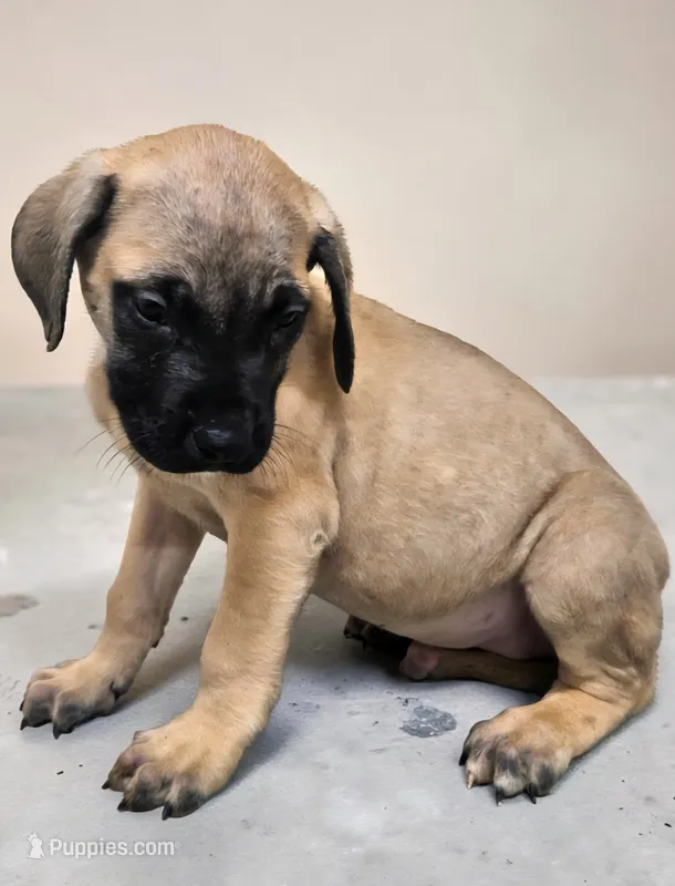 AKC Enzo – English Mastiff puppy for sale in Neosho, MO