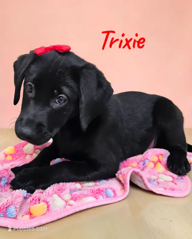 AKC Trixie – Labrador Retriever puppy for sale in Neosho, MO
