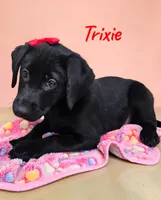 AKC Trixie, a female Labrador Retriever for sale in Neosho, MO – 1 of 8