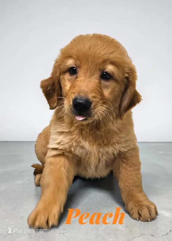 AKC Peach – Golden Retriever puppy for sale in Neosho, MO