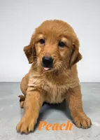 AKC Peach, a female Golden Retriever for sale in Neosho, MO – 1 of 9