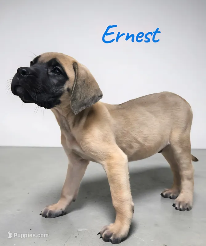AKC Ernest – English Mastiff puppy for sale in Neosho, MO