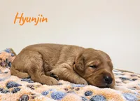 AKC Hyunjin, a male Golden Retriever for sale in Neosho, MO – 3 of 4