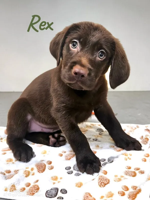 AKC Rex – Labrador Retriever puppy for sale in Neosho, MO