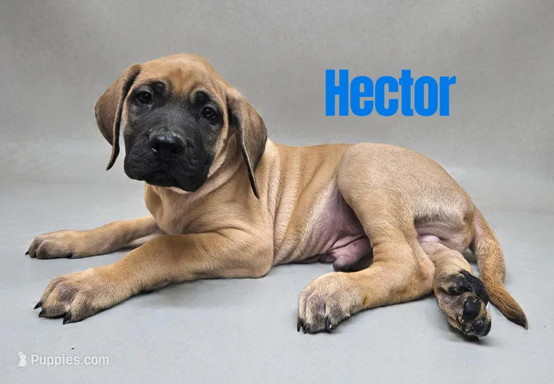 AKC Hector
