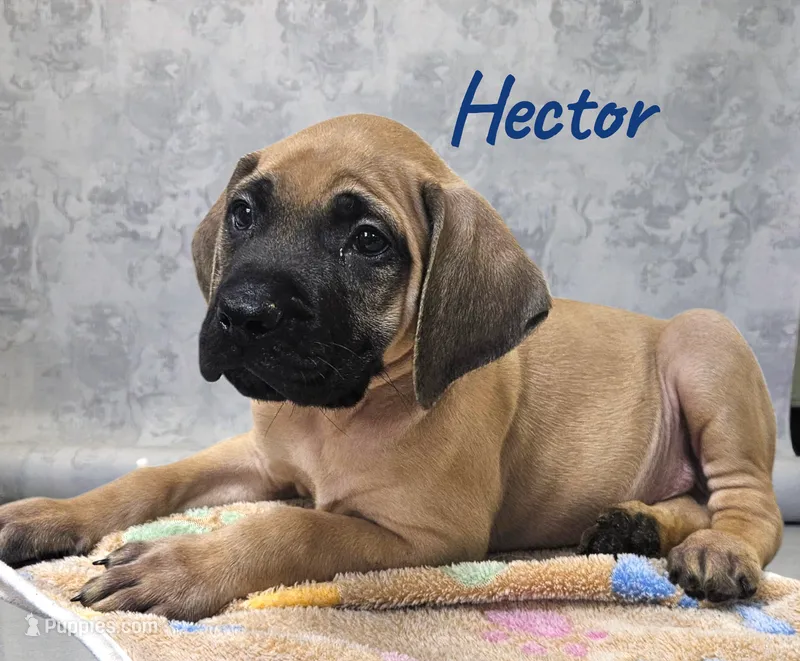 AKC Hector