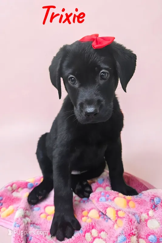AKC Trixie – Labrador Retriever puppy for sale in Neosho, MO