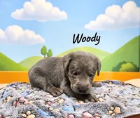 AKC Woody, a male Labrador Retriever for sale in Neosho, MO – 2 of 3
