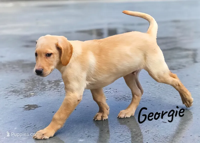 AKC Georgie – Labrador Retriever puppy for sale in Neosho, MO