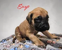 AKC Enzo, a male English Mastiff for sale in Neosho, MO – 4 of 5