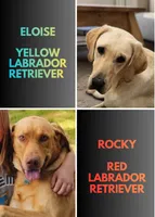 AKC Missy, a female Labrador Retriever for sale in Neosho, MO – 4 of 4