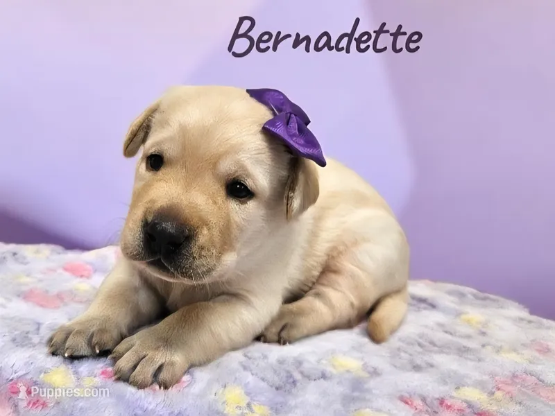 AKC Bernadette – Labrador Retriever puppy for sale in Neosho, MO