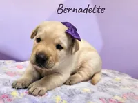 AKC Bernadette, a female Labrador Retriever for sale in Neosho, MO – 1 of 2