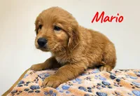 AKC Mario, a male Golden Retriever for sale in Neosho, MO – 2 of 6