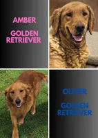 AKC LeeKnow, a female Golden Retriever for sale in Neosho, MO – 4 of 4