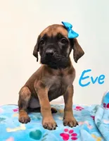 AKC Eve, a female English Mastiff for sale in Neosho, MO – 3 of 7