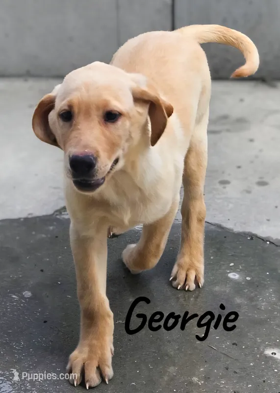 AKC Georgie – Labrador Retriever puppy for sale in Neosho, MO