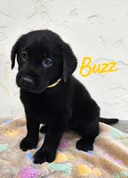 AKC Buzz, a male Labrador Retriever for sale in Neosho, MO – 1 of 4