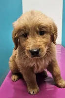 AKC Mario, a male Golden Retriever for sale in Neosho, MO – 3 of 6