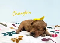 AKC Changbin, a female Golden Retriever for sale in Neosho, MO – 4 of 5