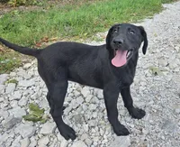 AKC Dolly, a female Labrador Retriever for sale in Neosho, MO – 3 of 10