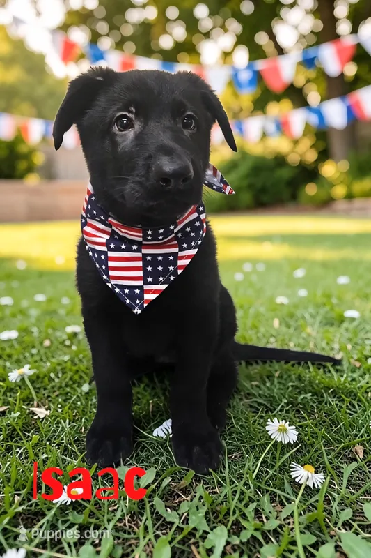 AKC Isaac – German Shepherd Dog puppy for sale in Neosho, MO