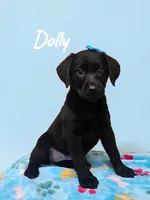 AKC Dolly, a female Labrador Retriever for sale in Neosho, MO – 3 of 8