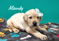 AKC Mandy, a female Labrador Retriever for sale in Neosho, MO – 4 of 5