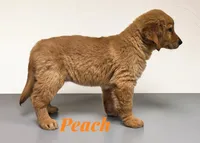 AKC Peach, a female Golden Retriever for sale in Neosho, MO – 2 of 9