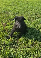 AKC Ivan, a male German Shepherd Dog for sale in Neosho, MO – 5 of 8
