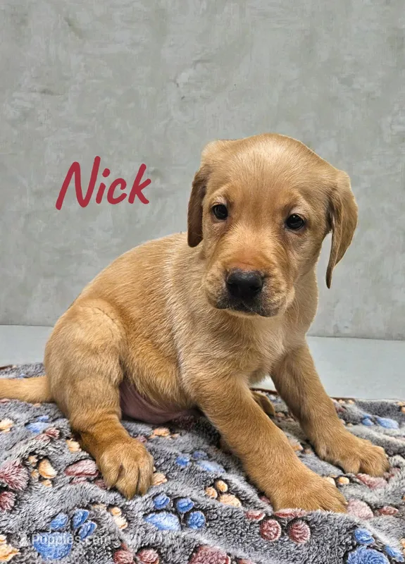 AKC Nick