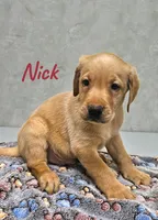 AKC Nick, a male Labrador Retriever for sale in Neosho, MO – Photo 1 of 4