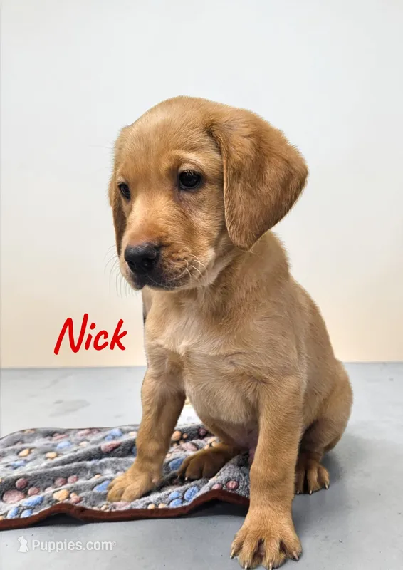 AKC Nick