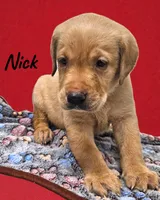 AKC Nick, a male Labrador Retriever for sale in Neosho, MO – Photo 2 of 4