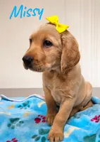 AKC Missy, a female Labrador Retriever for sale in Neosho, MO – 2 of 4