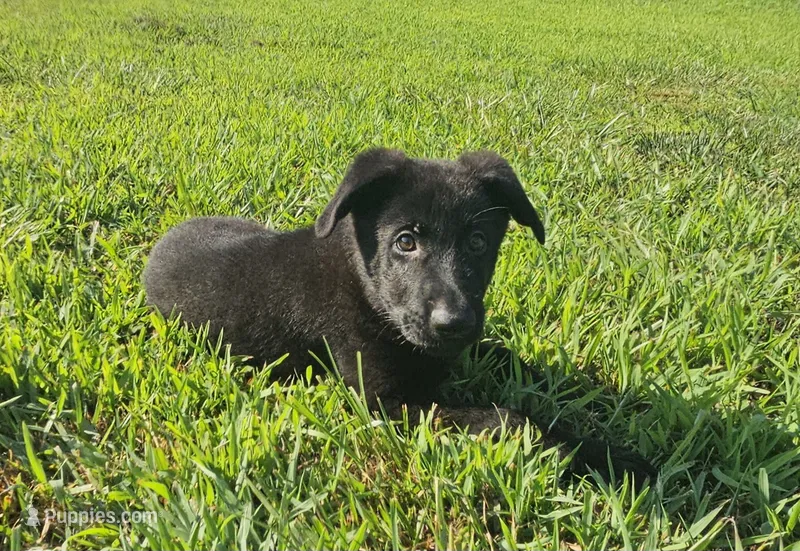 AKC Ivan – German Shepherd Dog puppy for sale in Neosho, MO