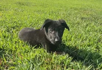 AKC Ivan, a male German Shepherd Dog for sale in Neosho, MO – 4 of 8