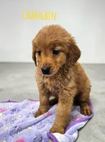 AKC Changbin, a female Golden Retriever for sale in Neosho, MO – 3 of 5