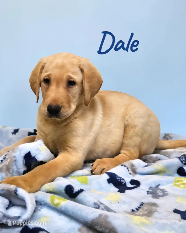 AKC Dale – Labrador Retriever puppy for sale in Neosho, MO