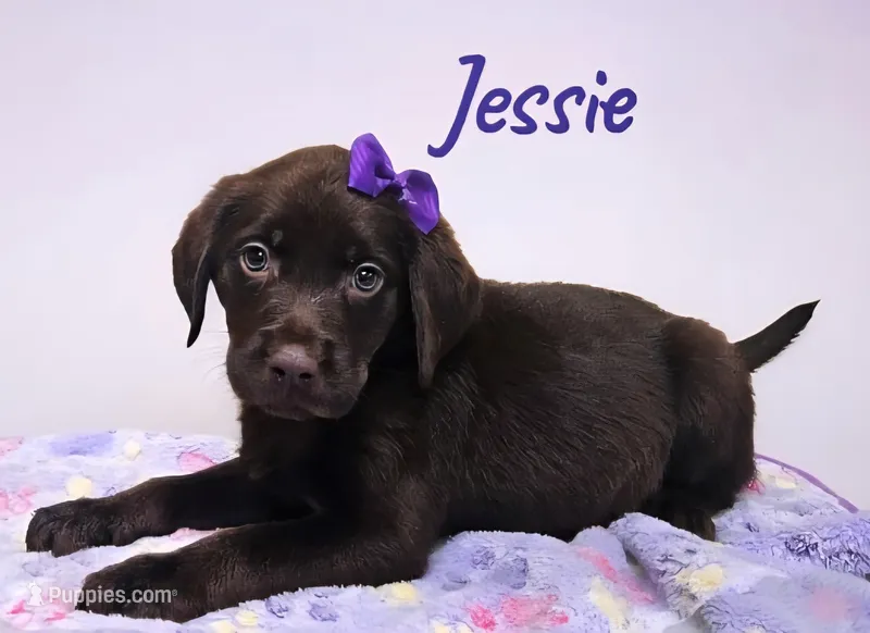 AKC Jessie – Labrador Retriever puppy for sale in Neosho, MO